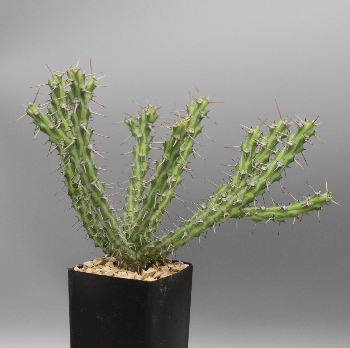 Euphorbia godana (Lav 13176)