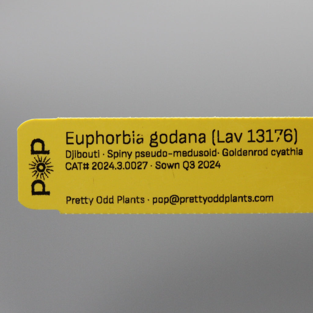 Euphorbia godana (Lav 13176)