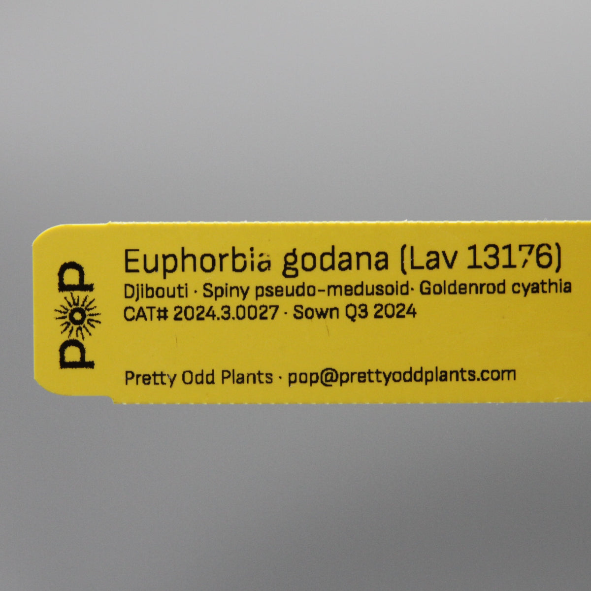 Euphorbia godana (Lav 13176)