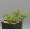 Euphorbia groenewaldii