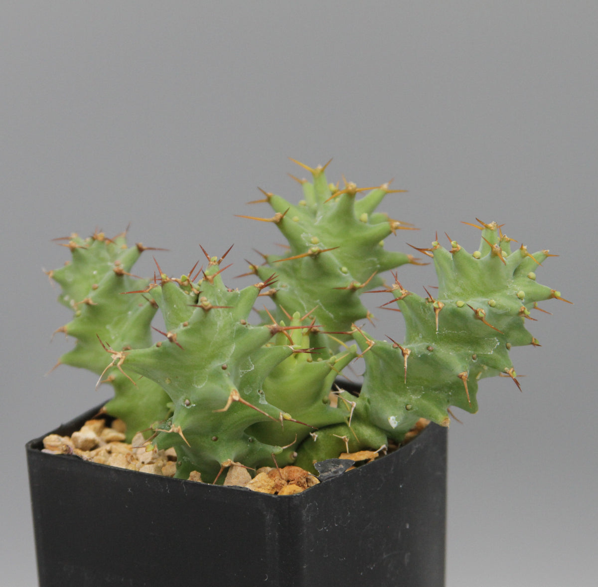 Euphorbia groenewaldii