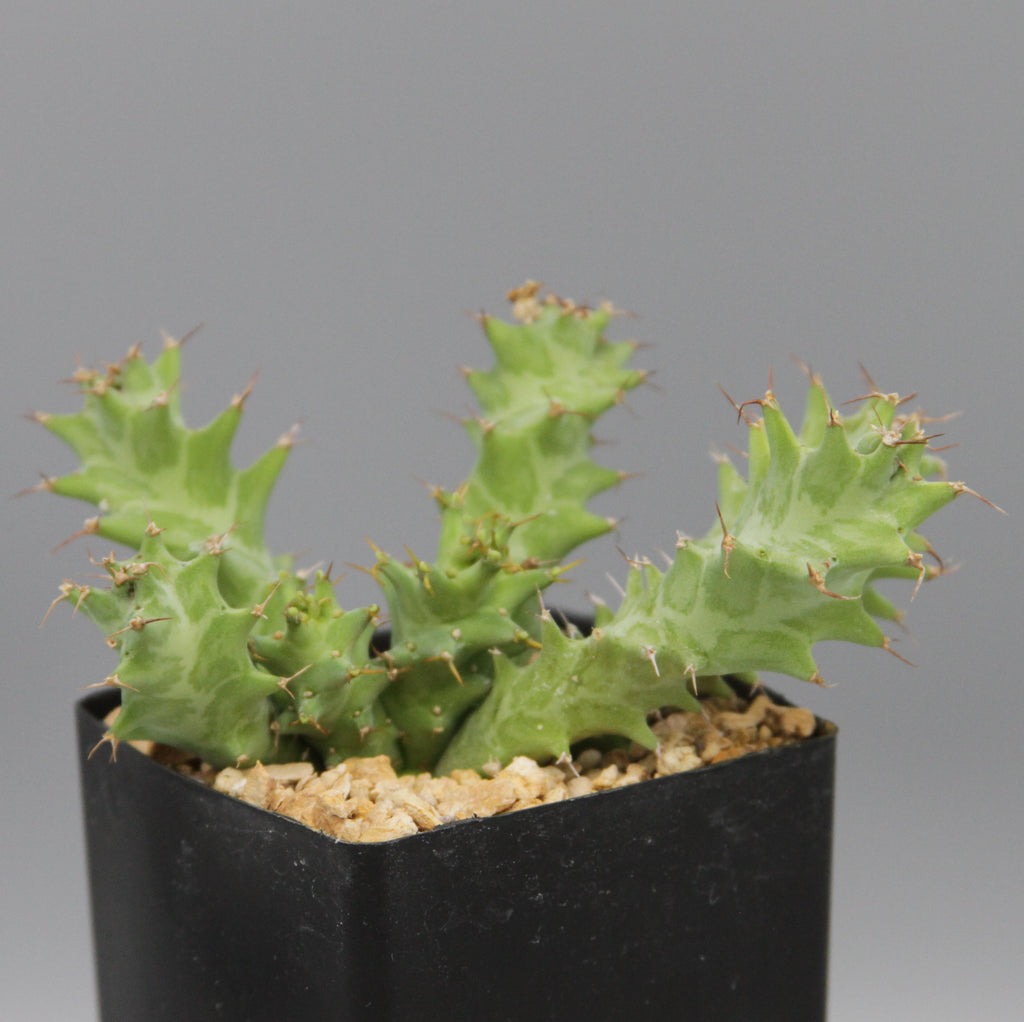 Euphorbia groenewaldii