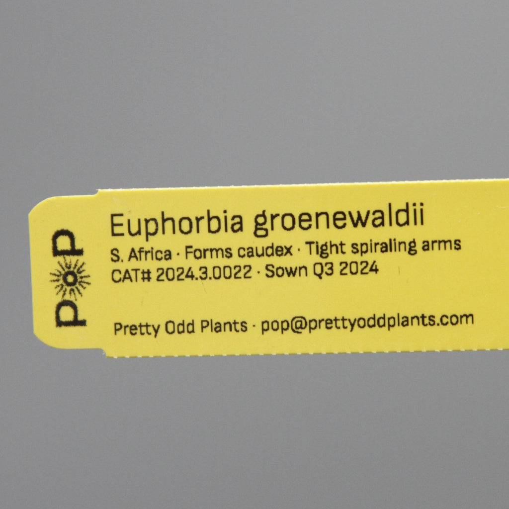 Euphorbia groenewaldii
