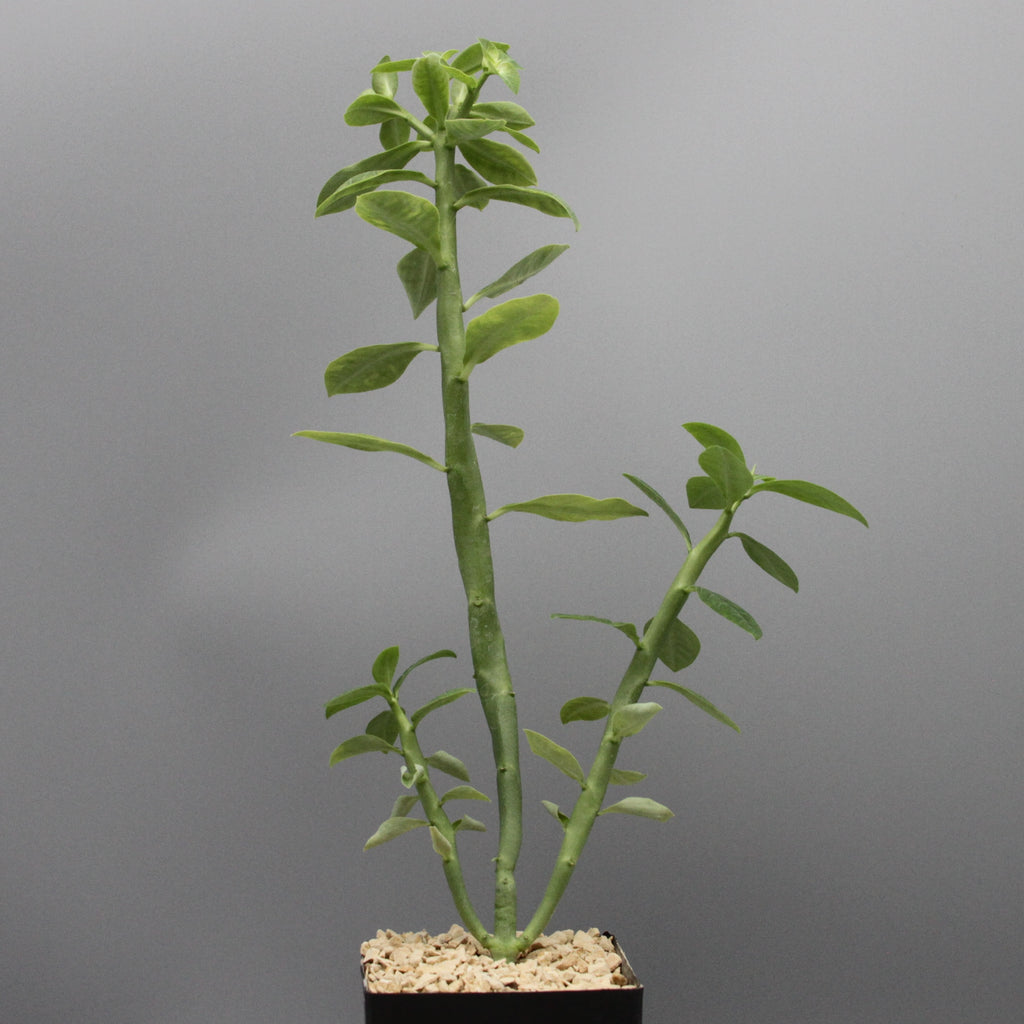 Euphorbia heterodoxa
