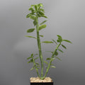 Euphorbia heterodoxa