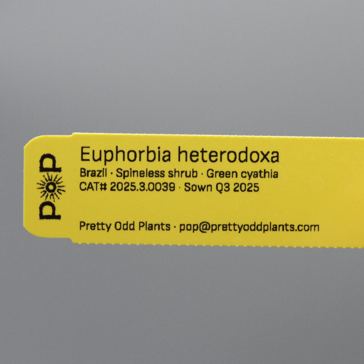 Euphorbia heterodoxa