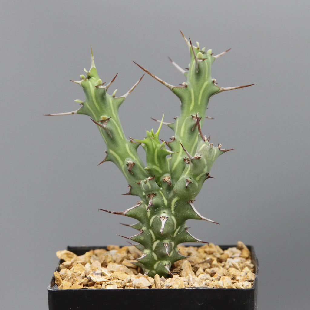 Euphorbia kalisana