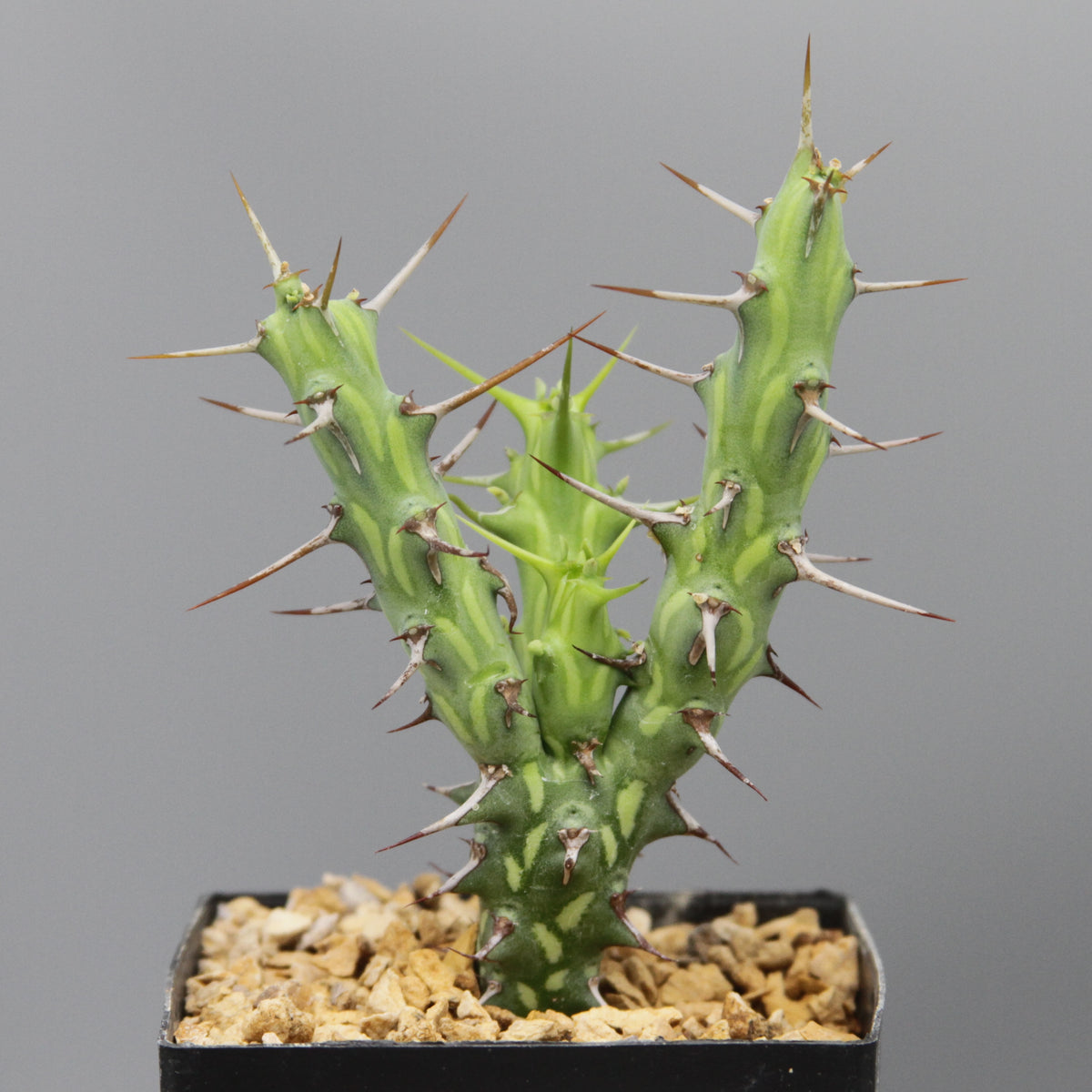 Euphorbia kalisana