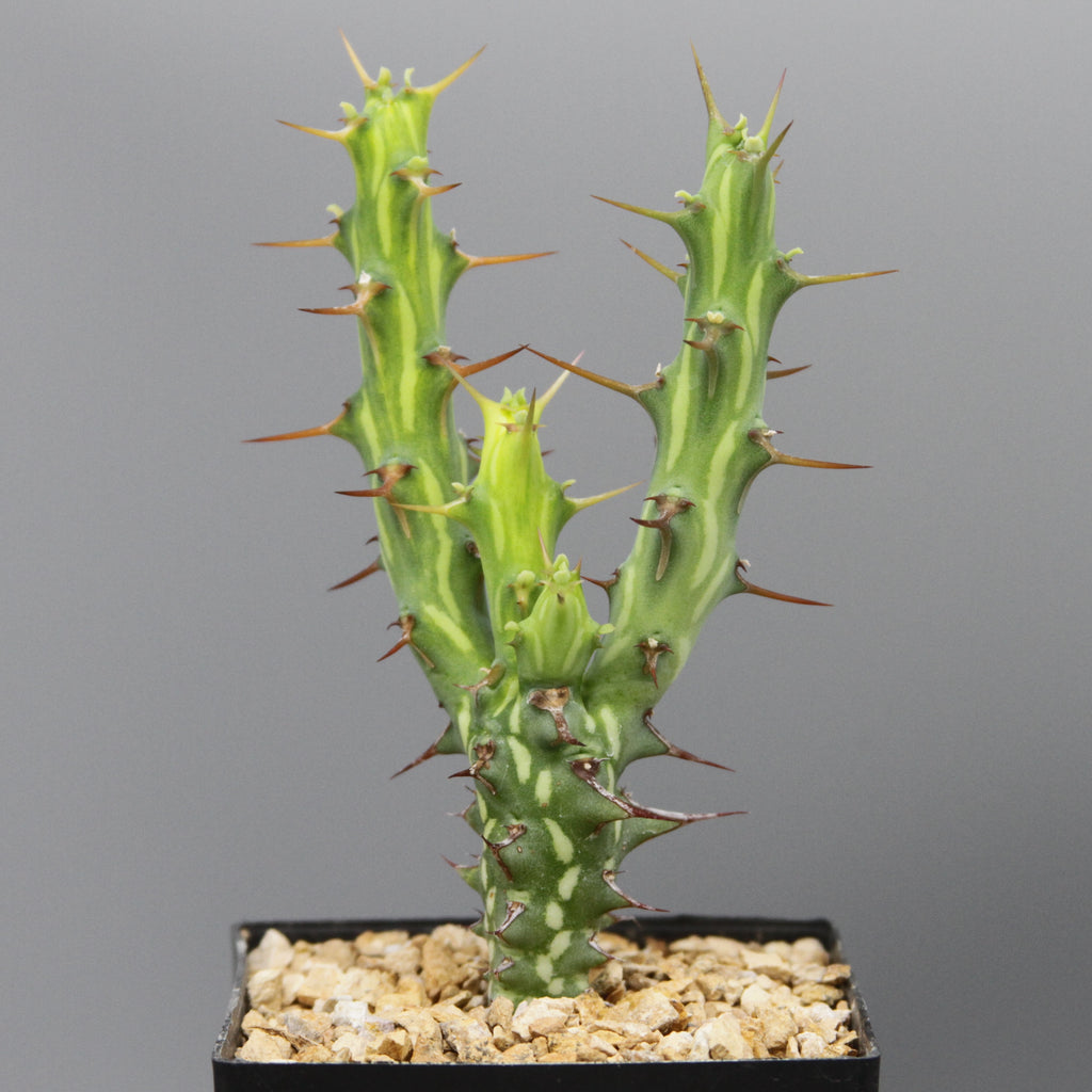 Euphorbia kalisana