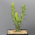 Euphorbia kalisana