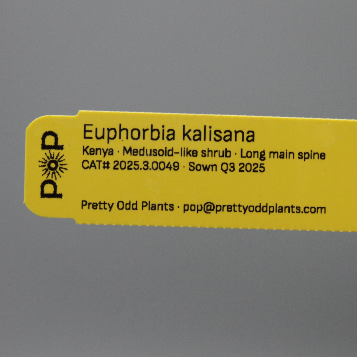 Euphorbia kalisana