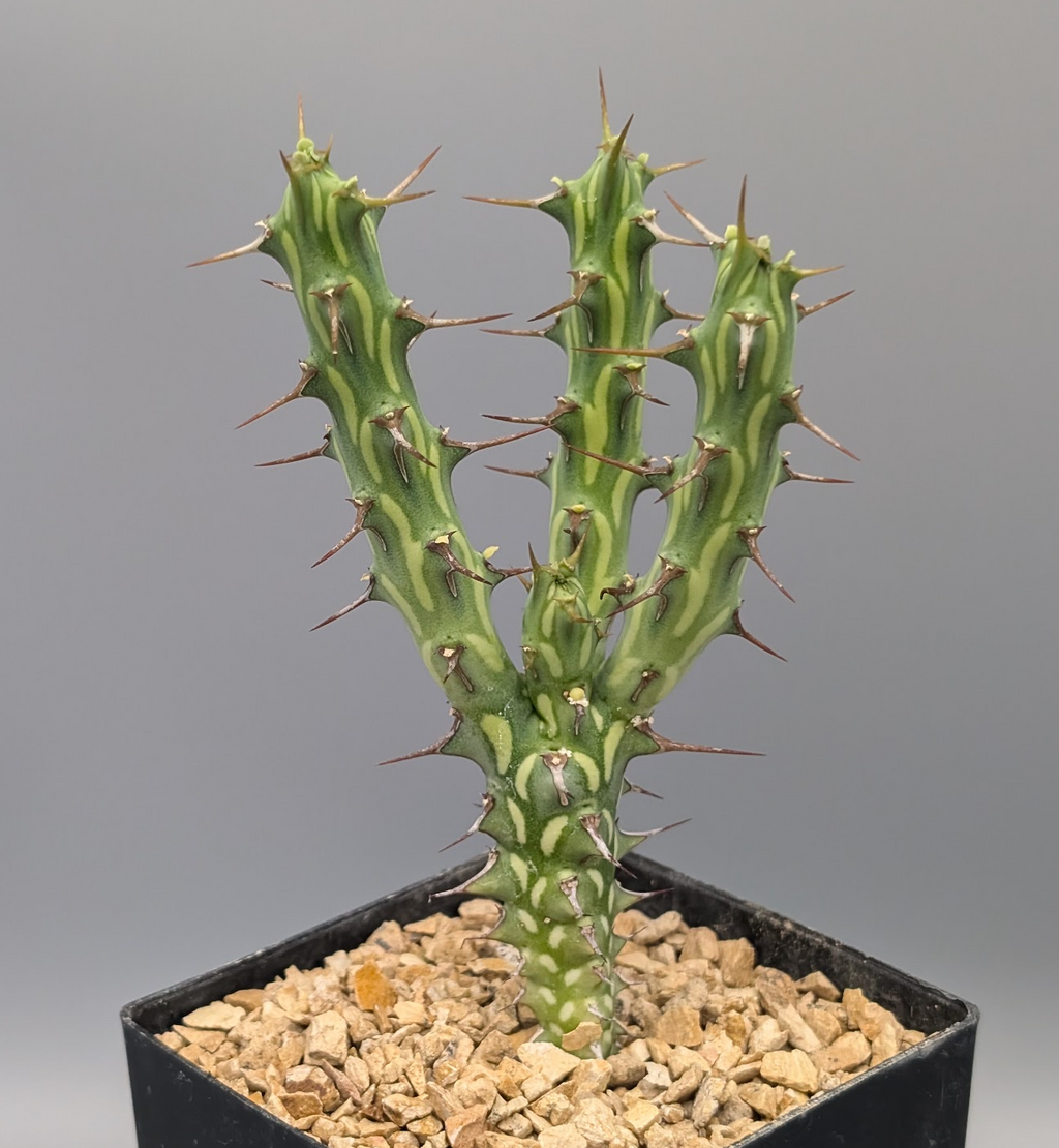 Euphorbia kalisana