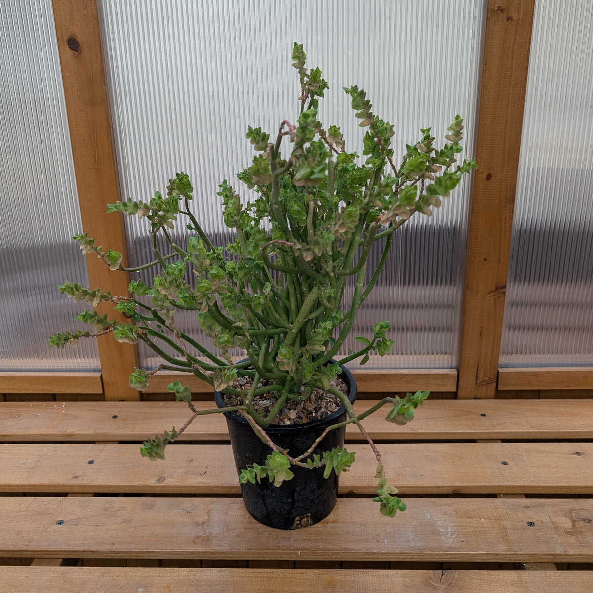 Euphorbia lupulina - 5 Seeds