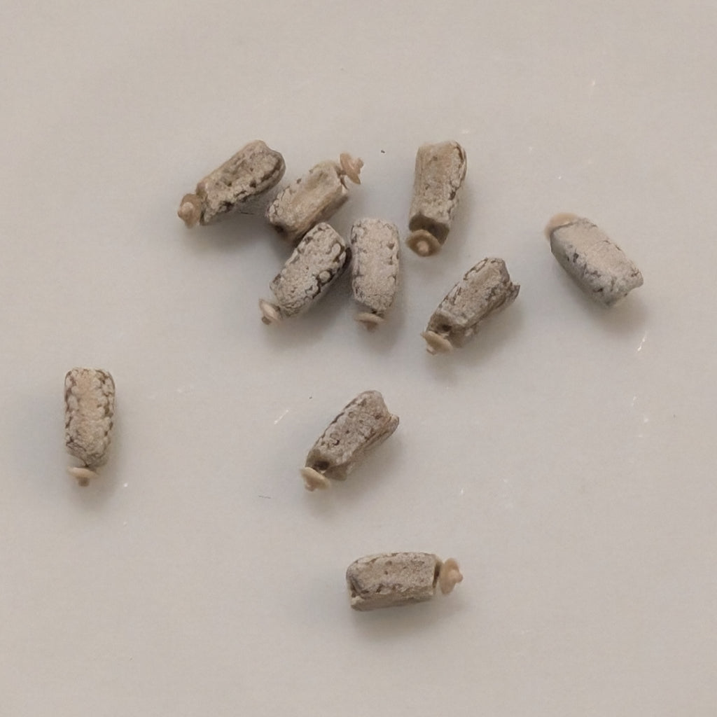 Euphorbia lupulina - 5 Seeds
