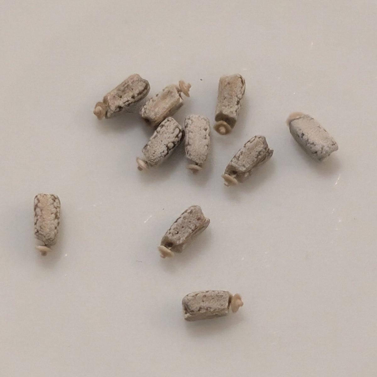 Euphorbia lupulina - 5 Seeds