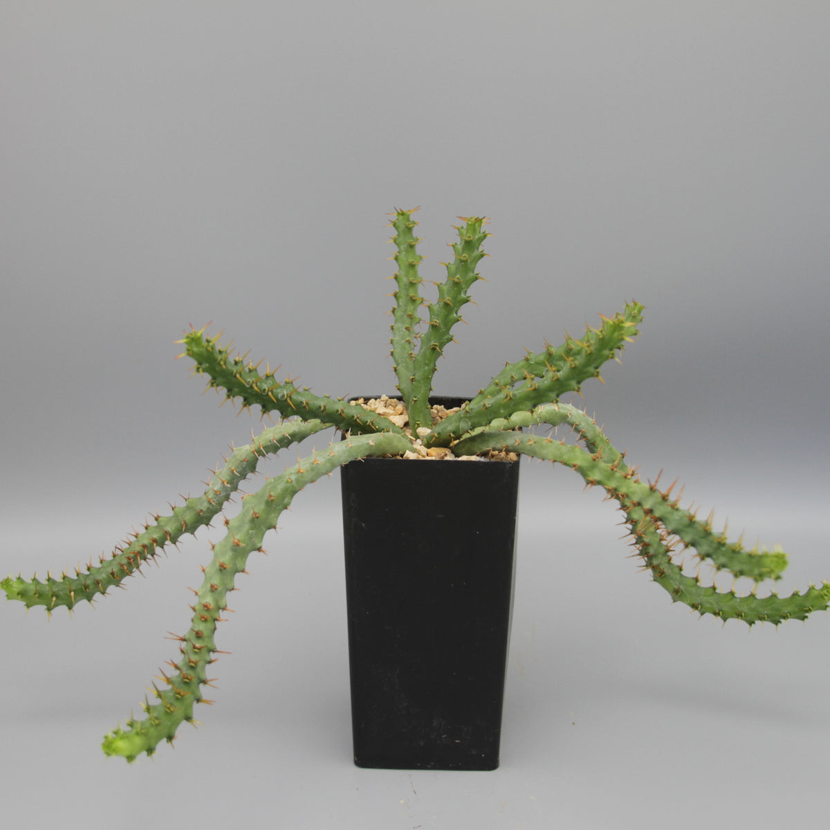 Euphorbia micracantha