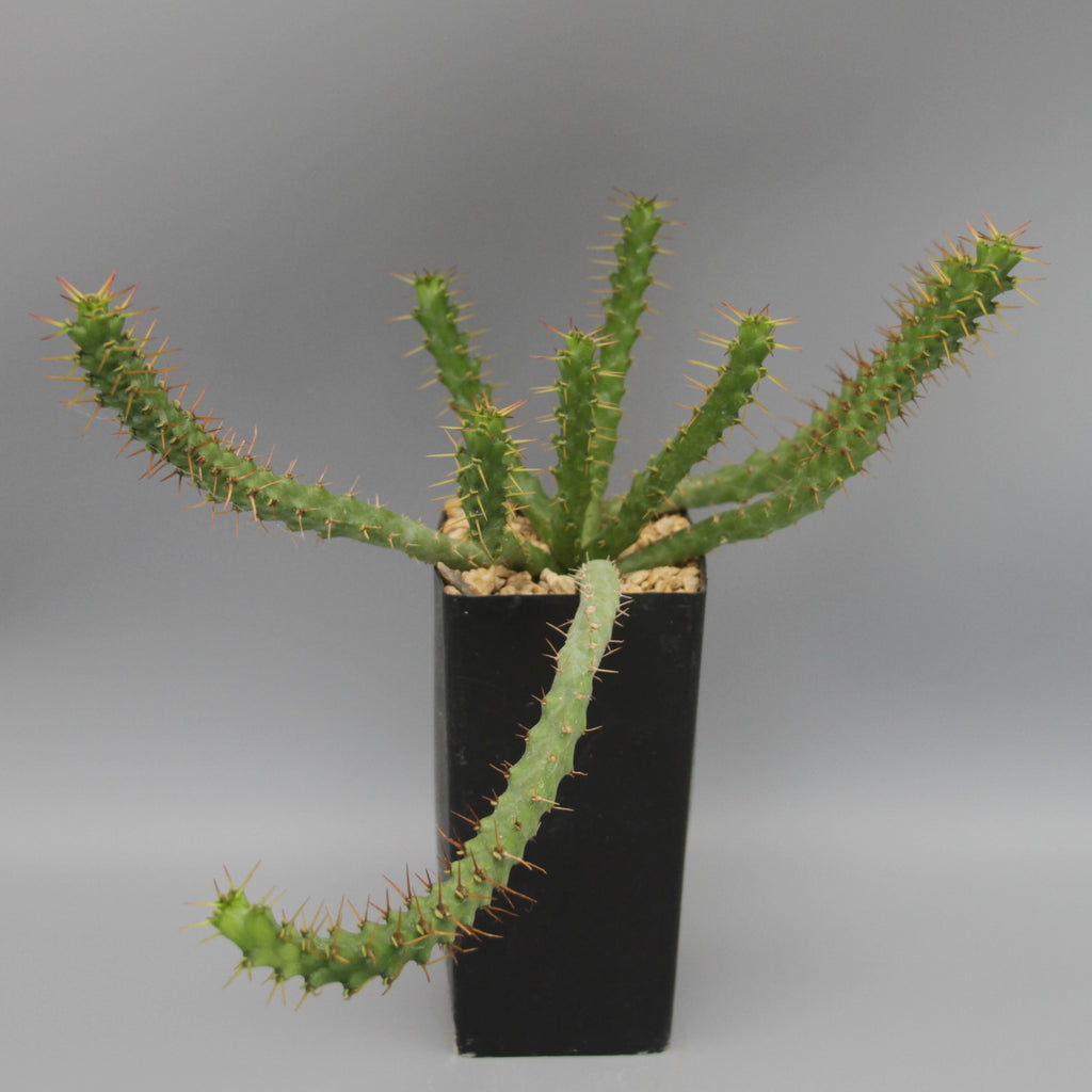 Euphorbia micracantha