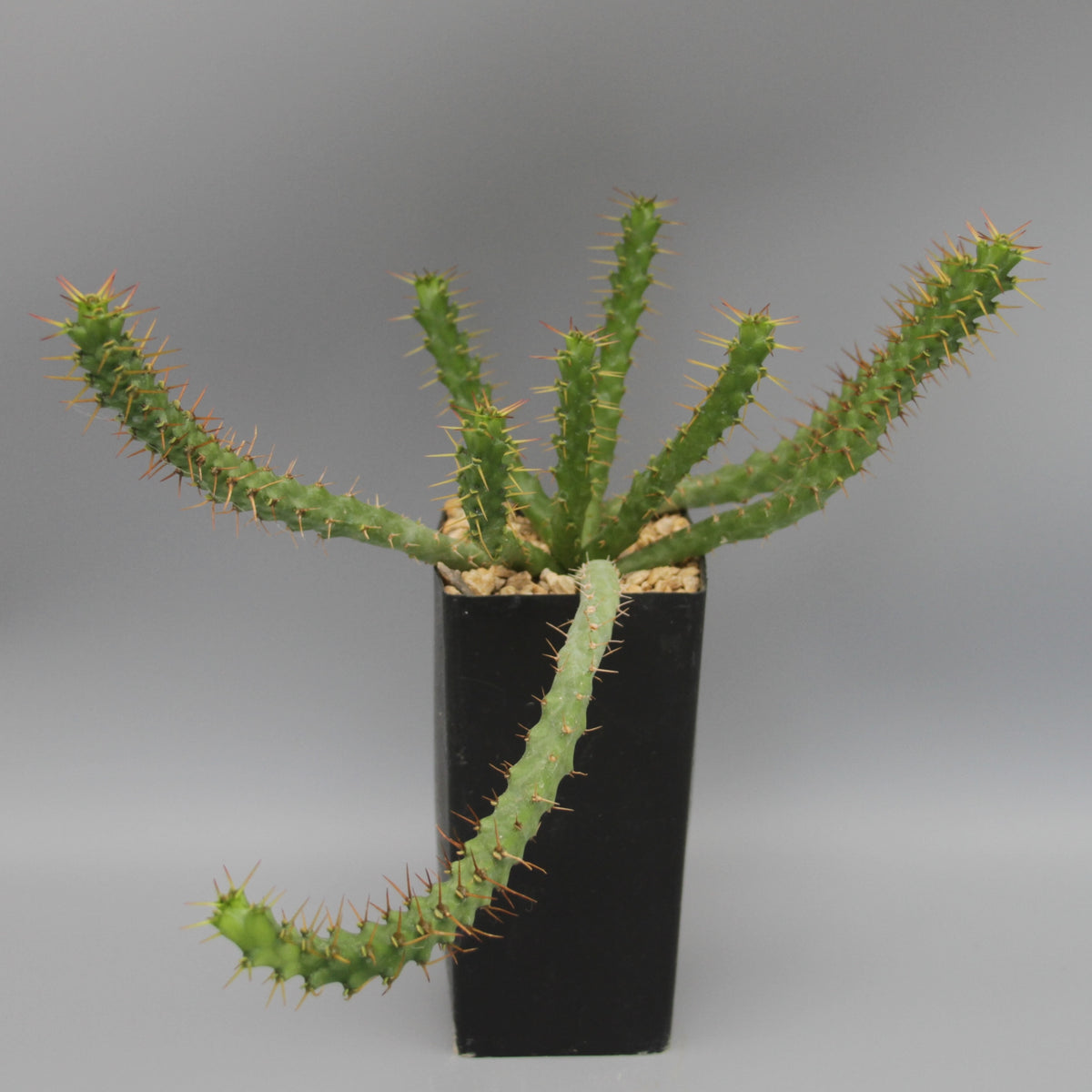 Euphorbia micracantha