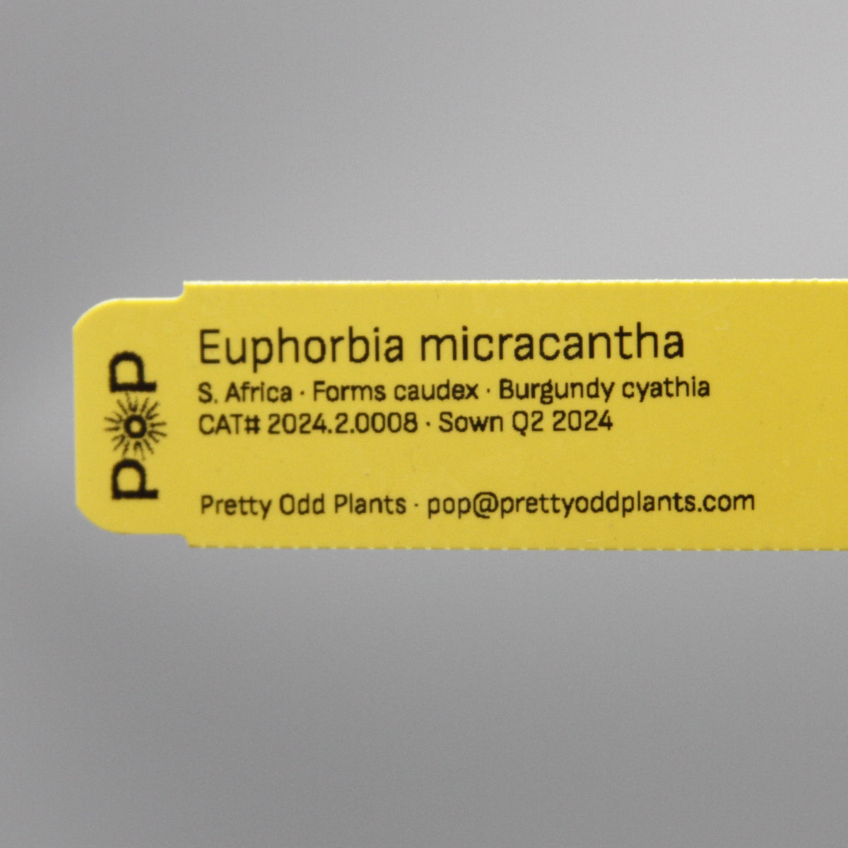 Euphorbia micracantha