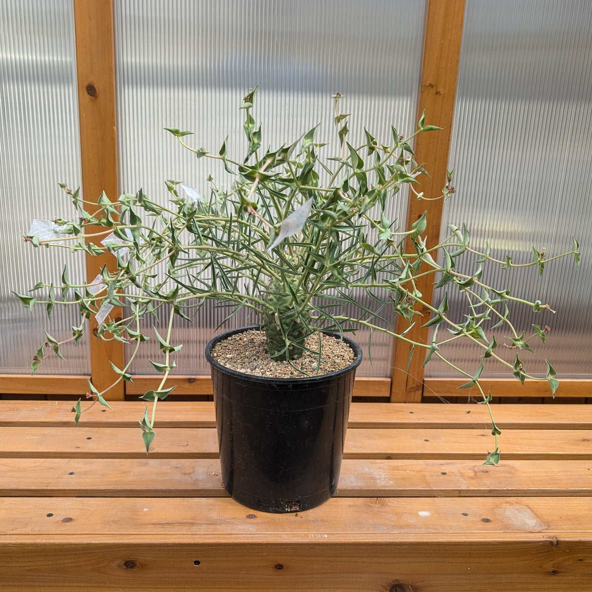 Euphorbia monteiroi (Angolan Form) - 5 Seeds