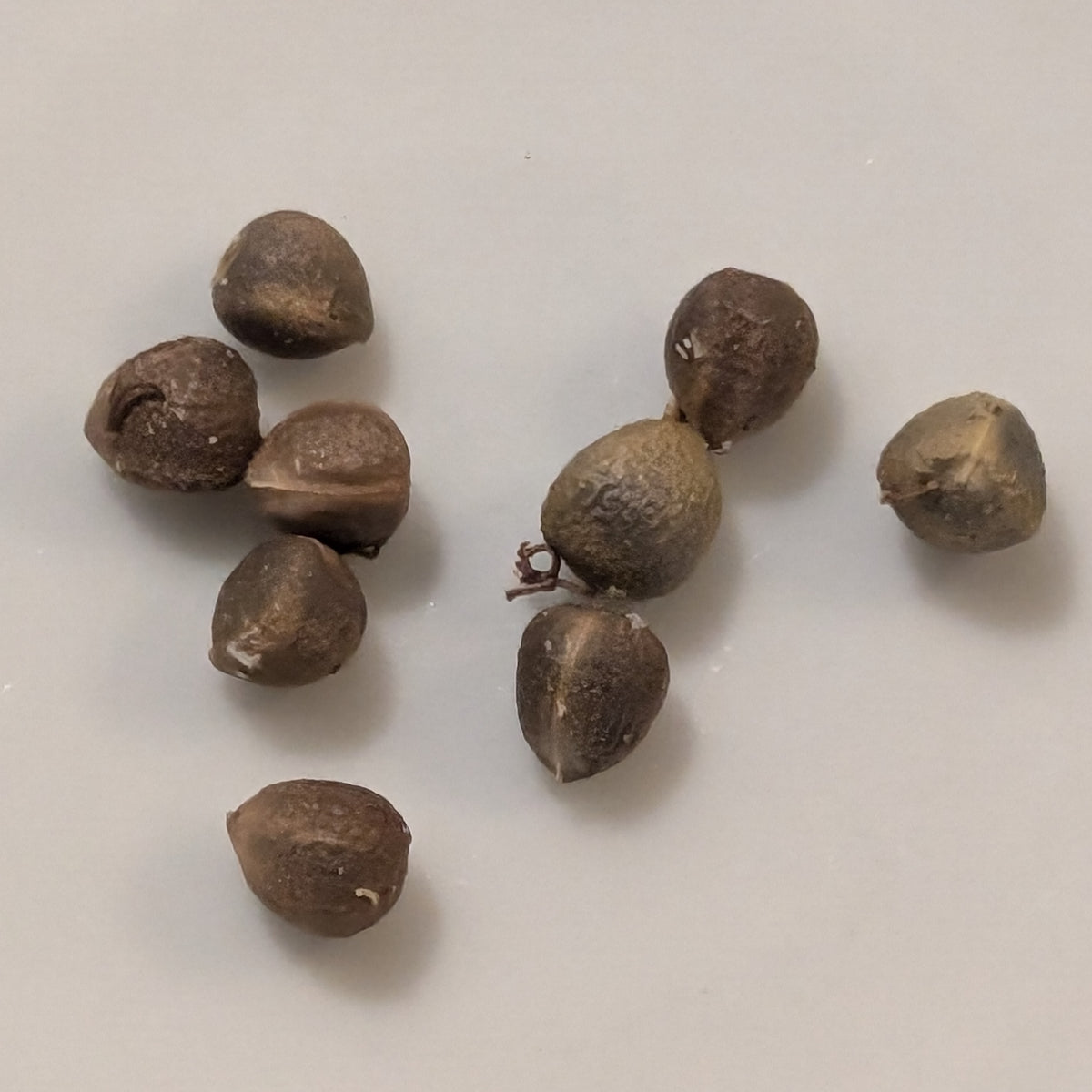 Euphorbia monteiroi (Angolan Form) - 5 Seeds