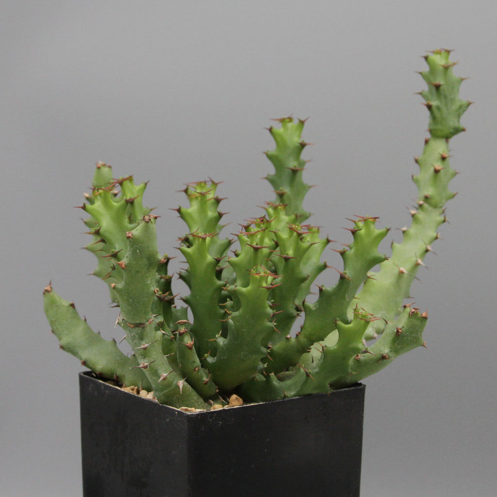 Euphorbia squarrosa