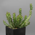 Euphorbia squarrosa