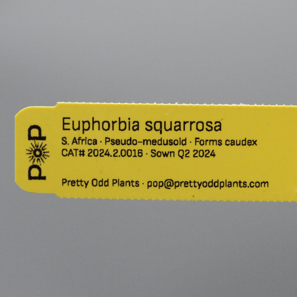 Euphorbia squarrosa