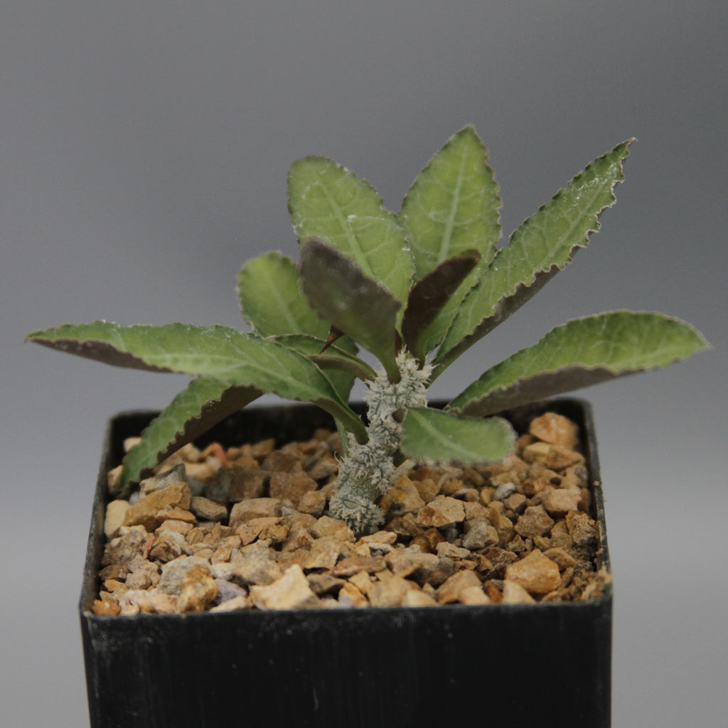 Euphorbia waringiae hybrid