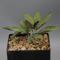 Euphorbia waringiae hybrid