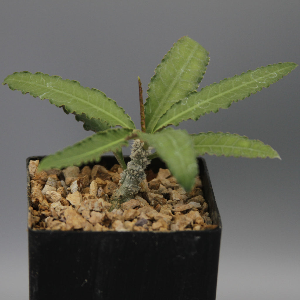 Euphorbia waringiae hybrid