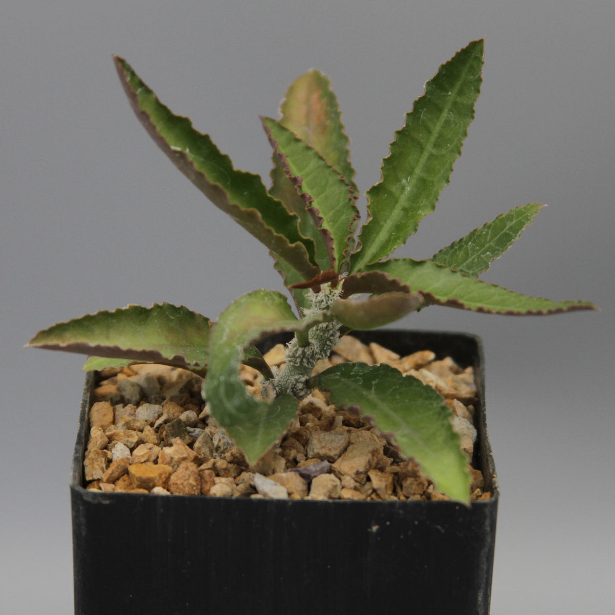 Euphorbia waringiae hybrid