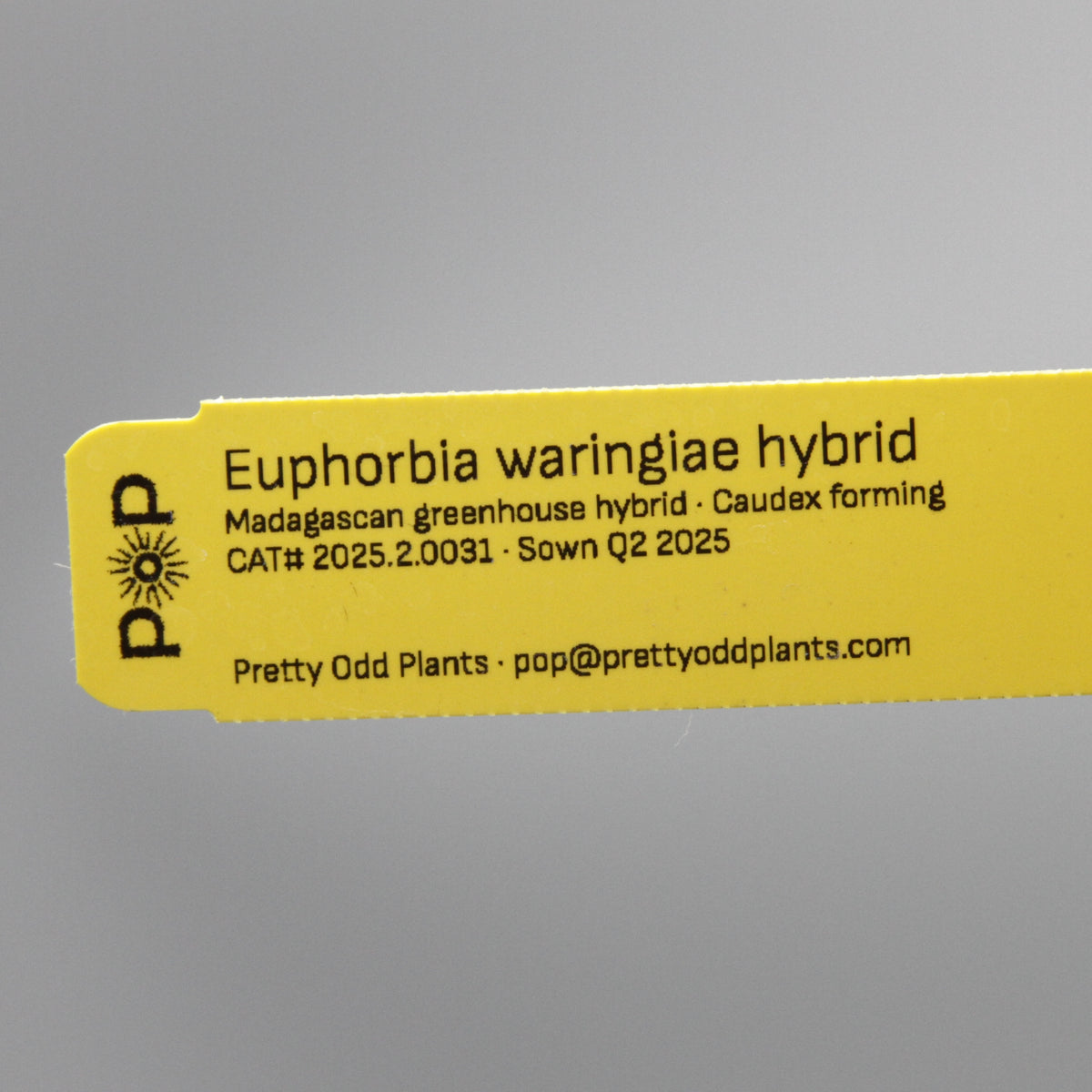 Euphorbia waringiae hybrid