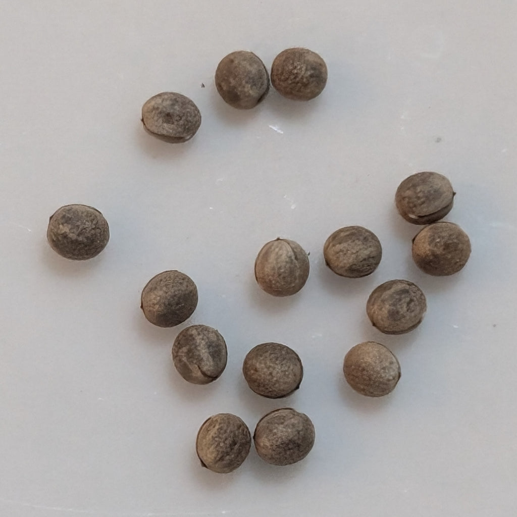 Euphorbia sp. nov. aff. similiramea - 5 Seeds