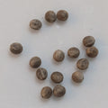 Euphorbia sp. nov. aff. similiramea - 5 Seeds