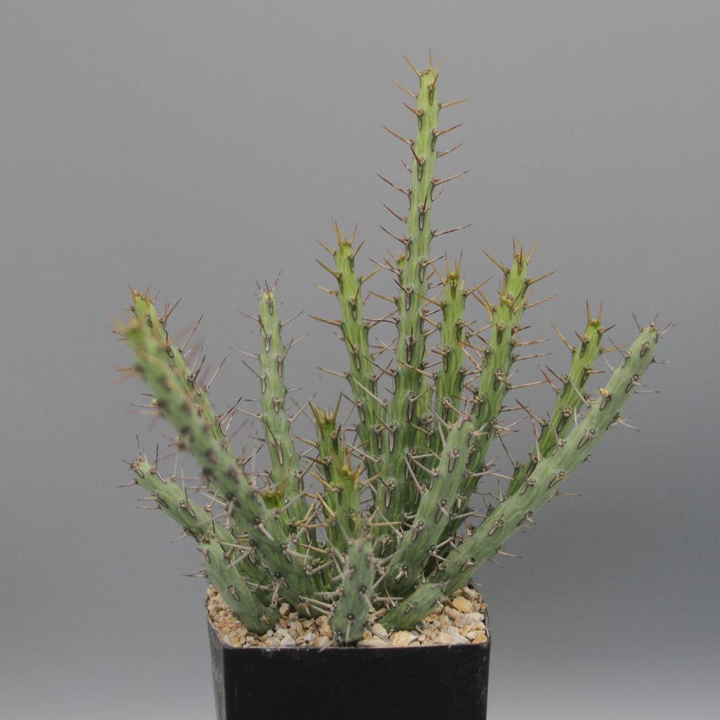 Euphorbia sp. nov. aff. similiramea