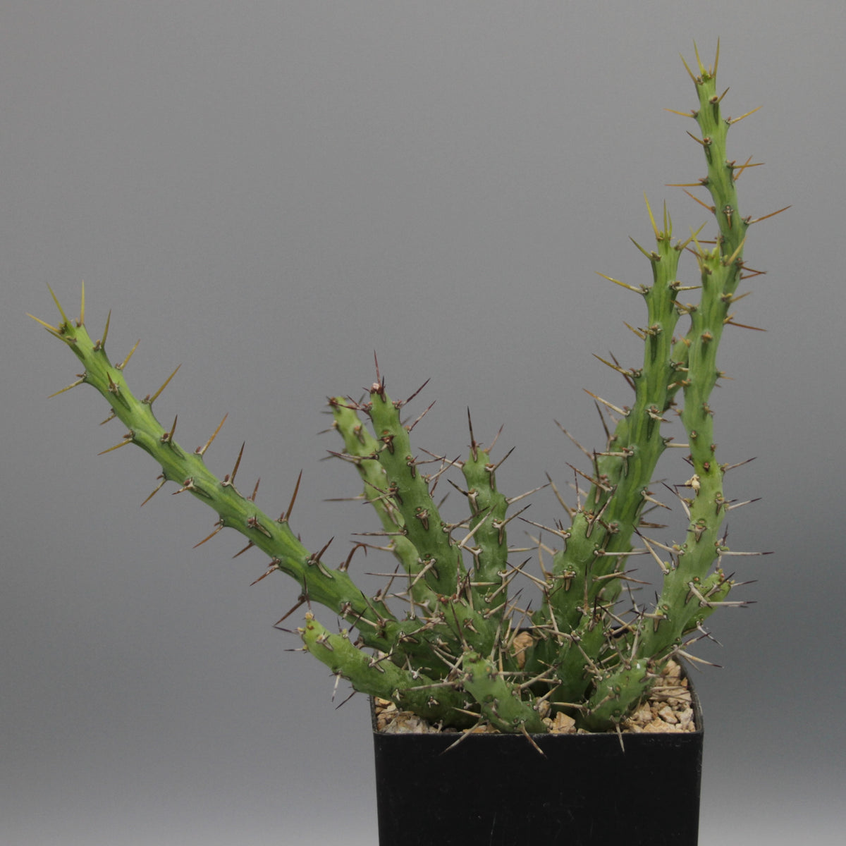Euphorbia sp. nov. aff. similiramea