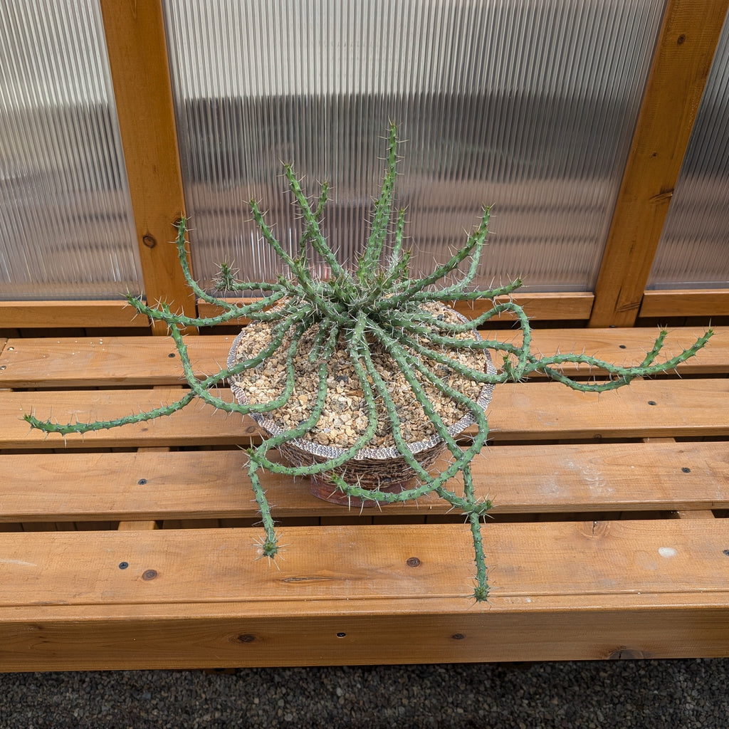 Euphorbia sp. nov. aff. similiramea