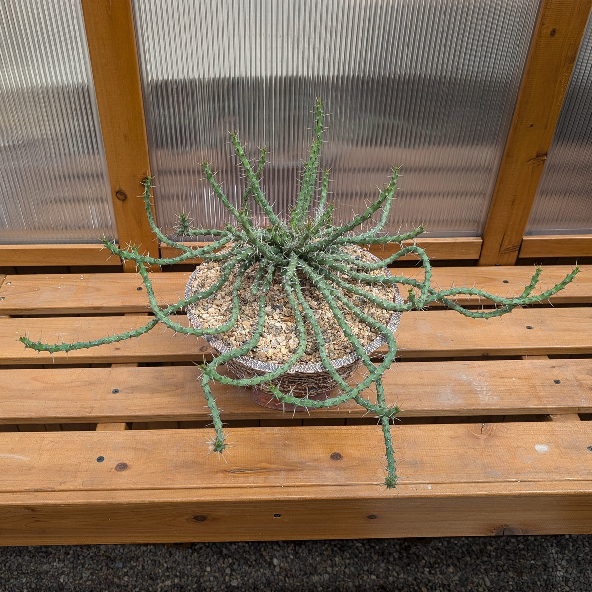 Euphorbia sp. nov. aff. similiramea