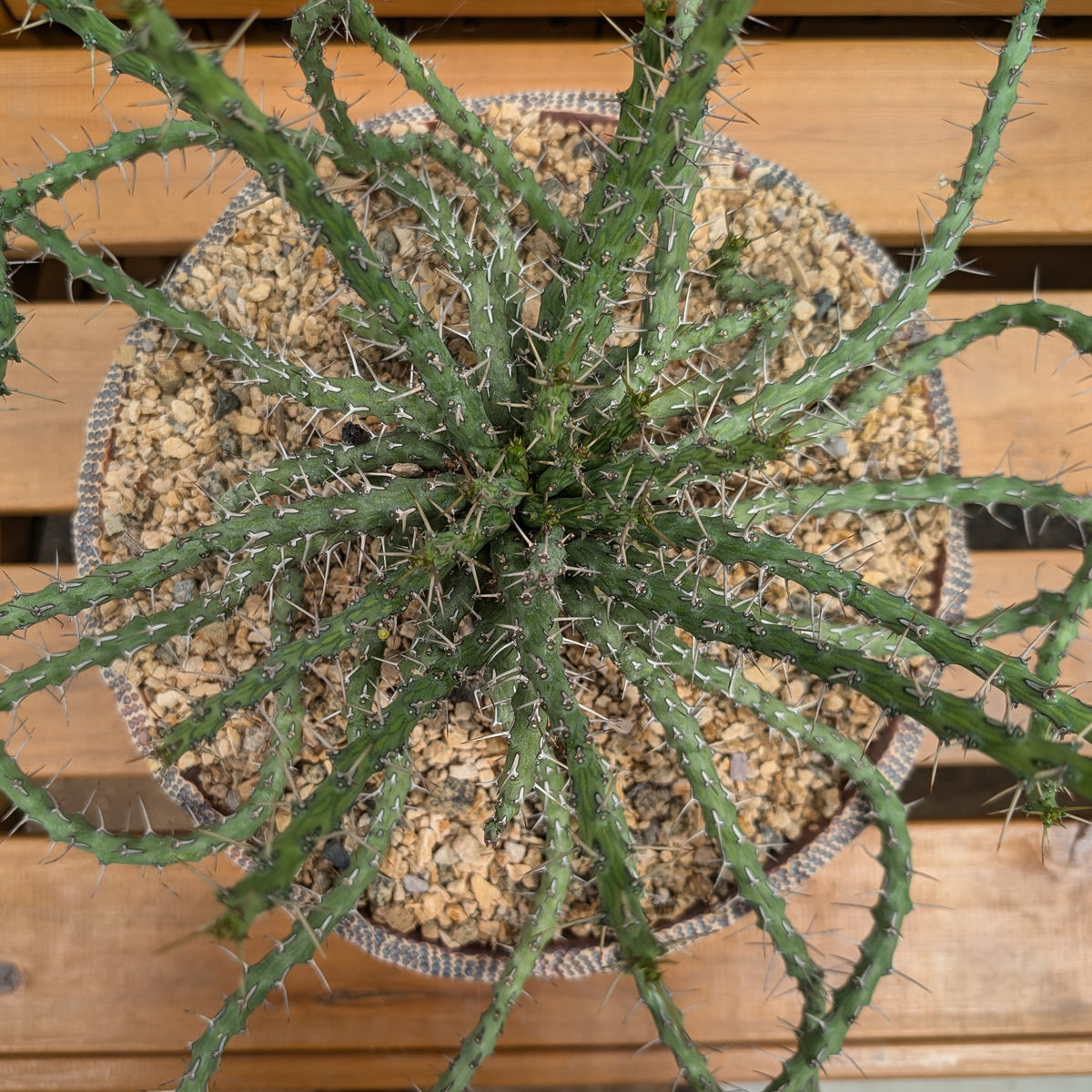Euphorbia sp. nov. aff. similiramea - 5 Seeds