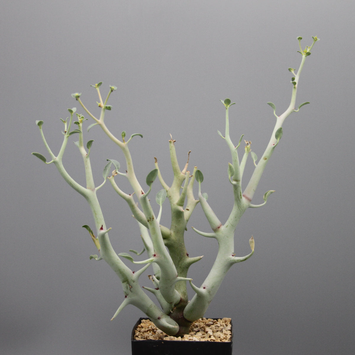 Euphorbia gareipina ssp. balsamea (WY 1202)
