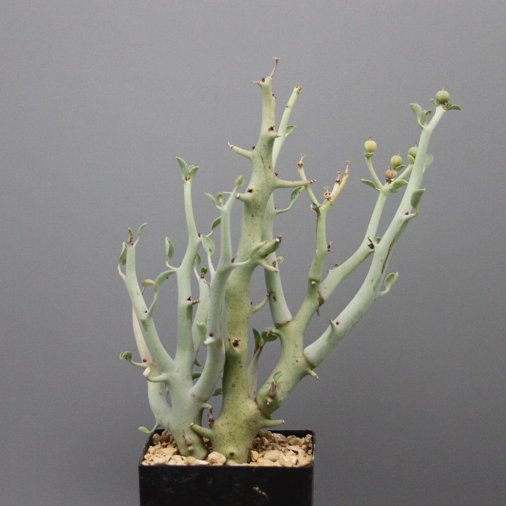 Euphorbia gareipina ssp. balsamea (WY 1202)