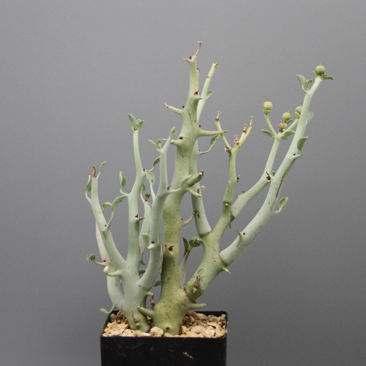 Euphorbia gareipina ssp. balsamea (WY 1202)