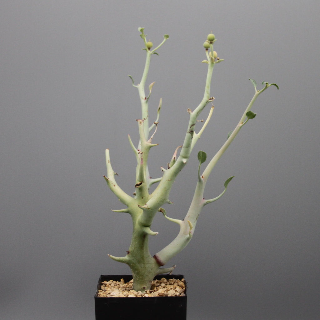 Euphorbia gareipina ssp. balsamea (WY 1202)