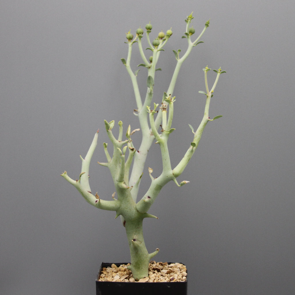 Euphorbia gareipina ssp. balsamea (WY 1202)