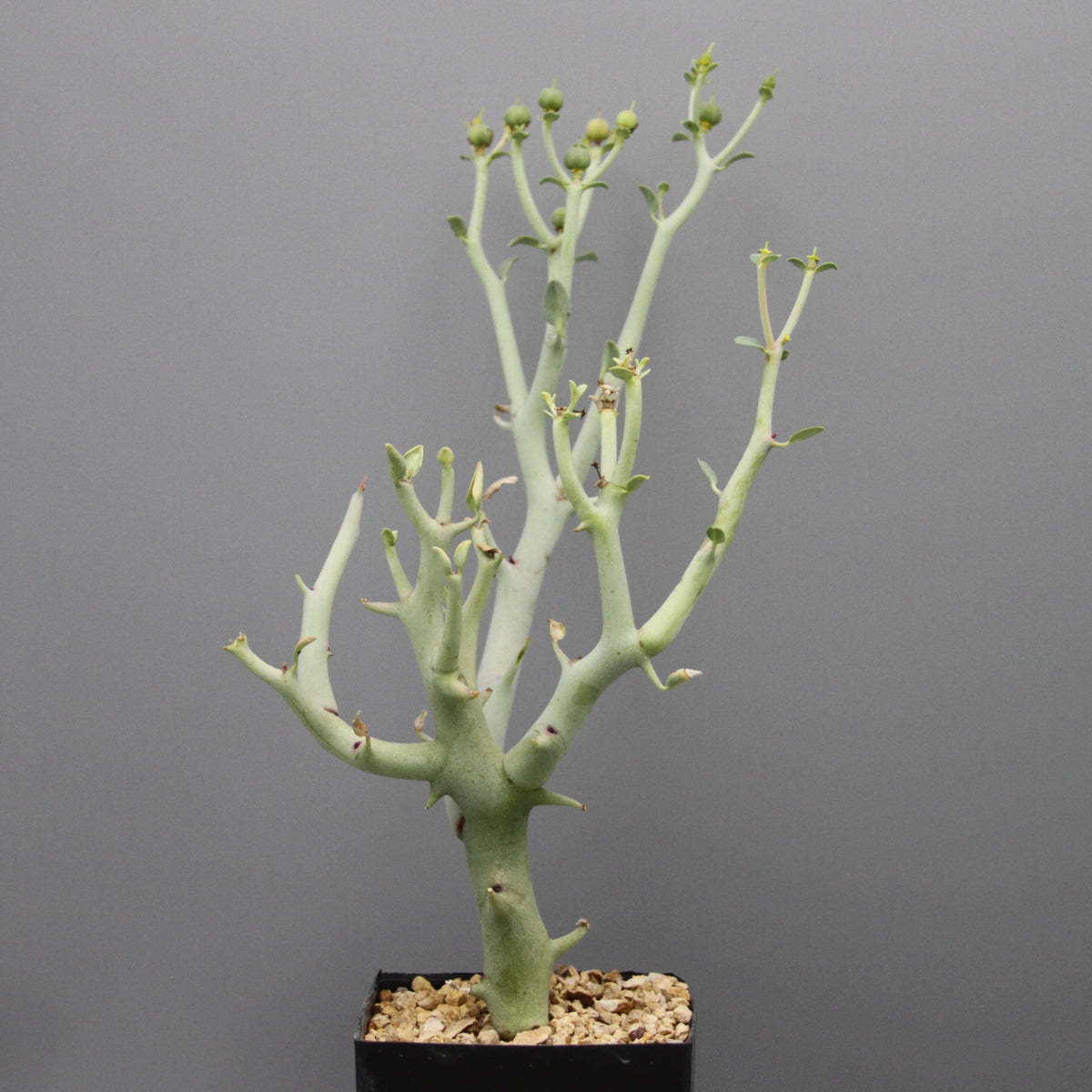Euphorbia gareipina ssp. balsamea (WY 1202)