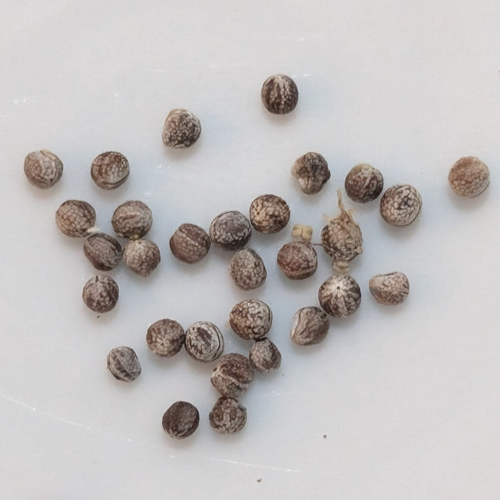 Euphorbia kalisana - 5 Seeds