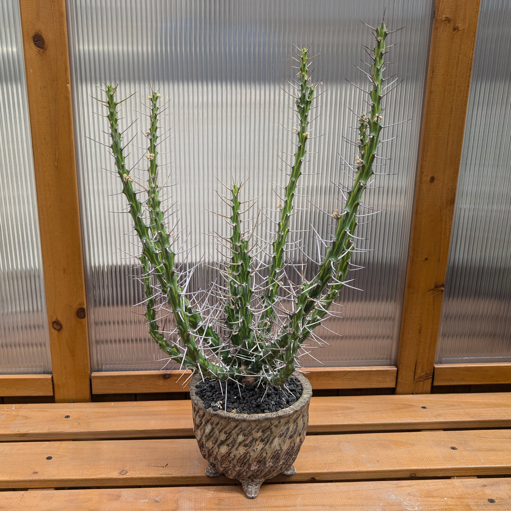Euphorbia kalisana - 5 Seeds