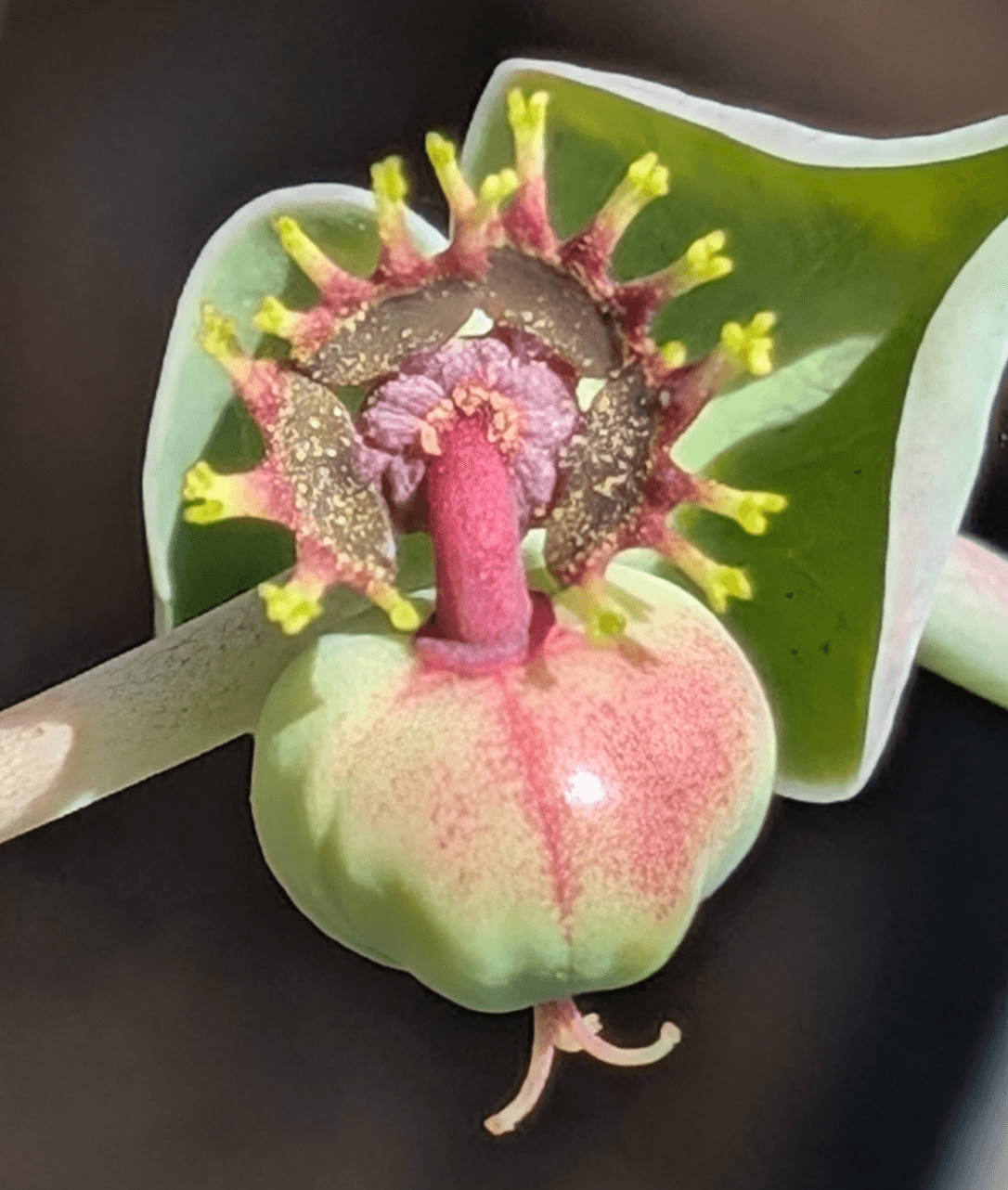 Euphorbia monteiroi (Angolan Form) - 5 Seeds