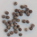 Euphorbia pachypodioides - 5 Seeds